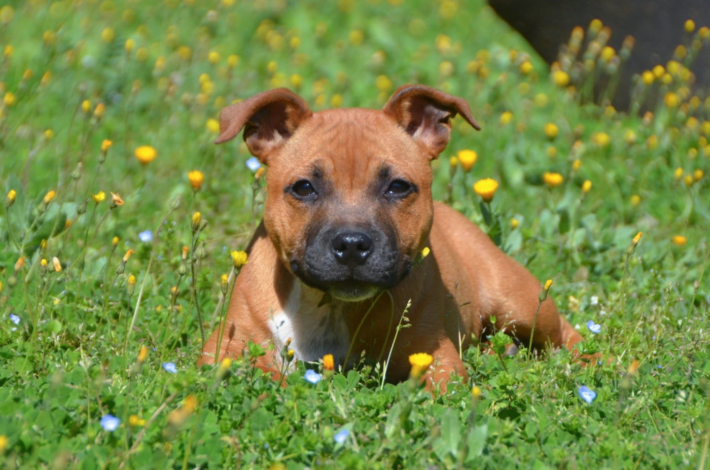 VAÏA - Staffordshire Bull Terrier