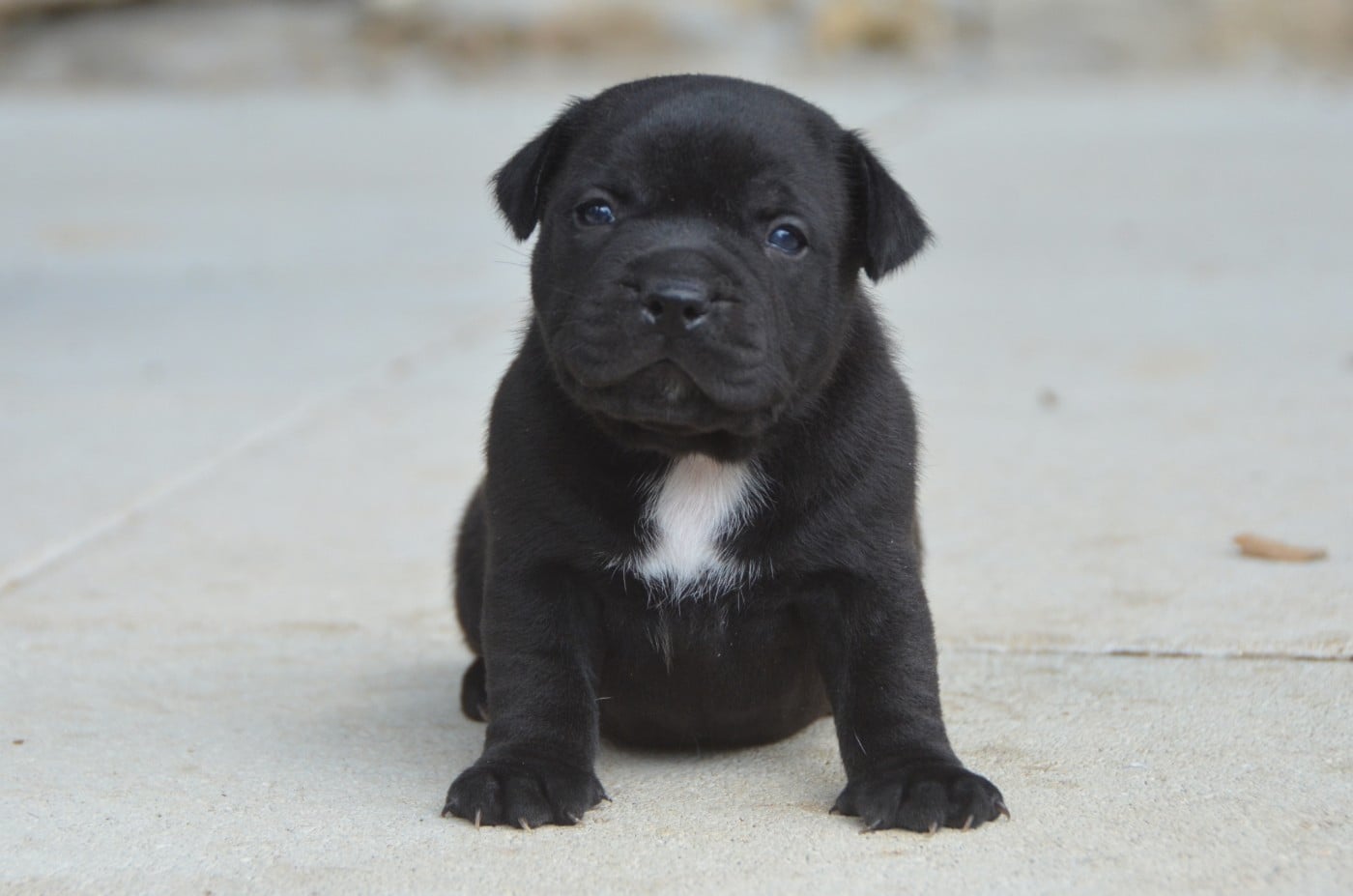 Chiot N°2 - Staffordshire Bull Terrier