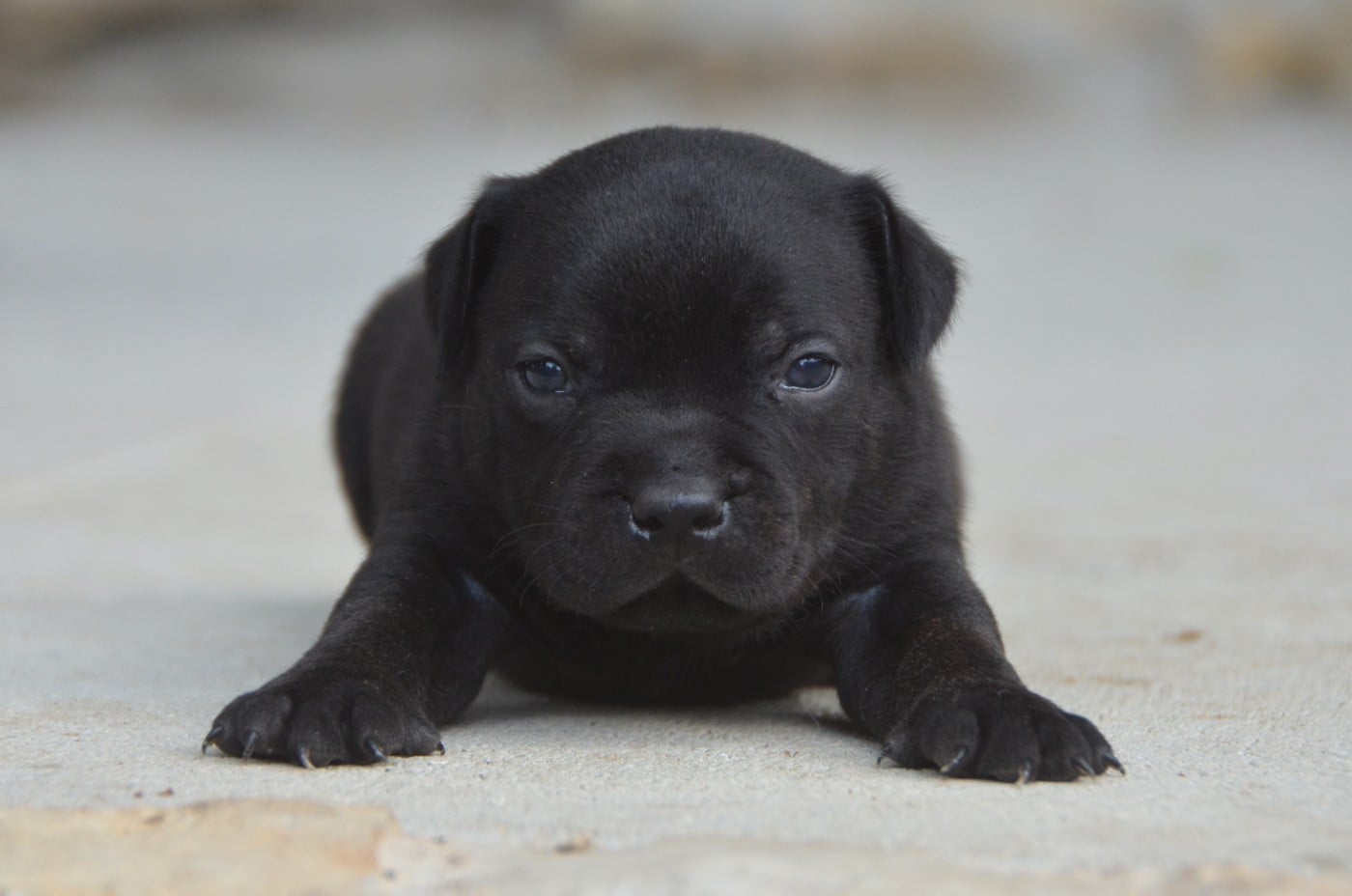 Chiot N°3 - Staffordshire Bull Terrier