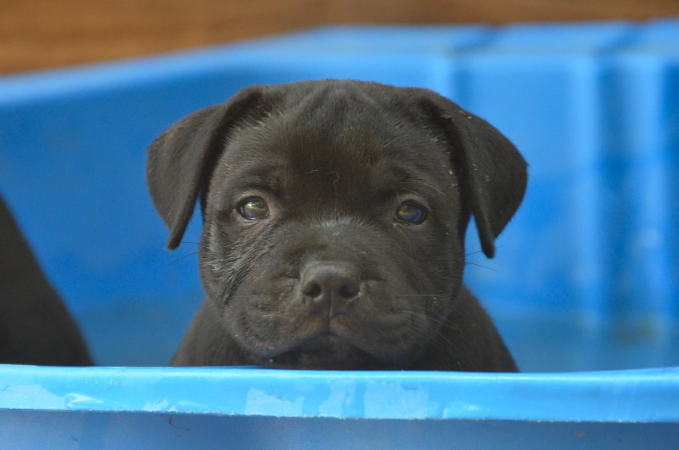 Chiot N°2 - Staffordshire Bull Terrier