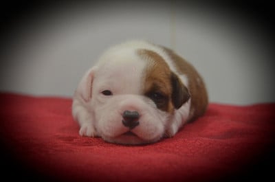 Les chiots de Staffordshire Bull Terrier