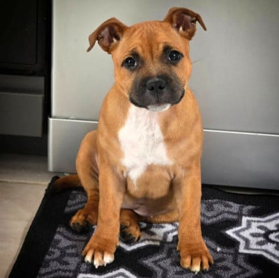Les chiots de Staffordshire Bull Terrier
