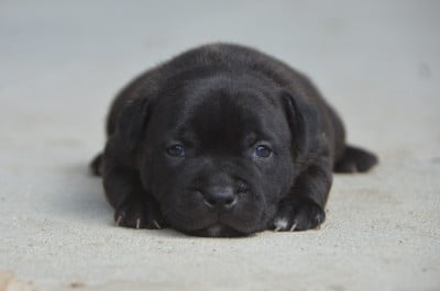 Les chiots de Staffordshire Bull Terrier