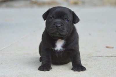 Les chiots de Staffordshire Bull Terrier