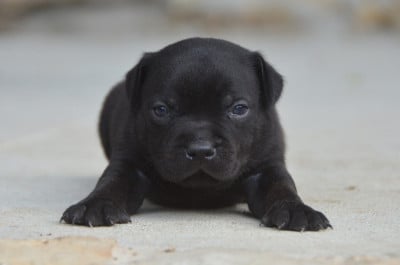 Les chiots de Staffordshire Bull Terrier