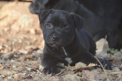 Les chiots de Staffordshire Bull Terrier