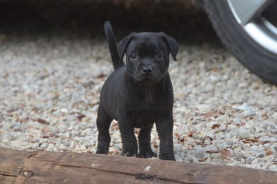 Les chiots de Staffordshire Bull Terrier