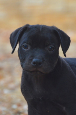 Les chiots de Staffordshire Bull Terrier