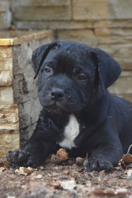 Les chiots de Staffordshire Bull Terrier