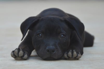 Les chiots de Staffordshire Bull Terrier