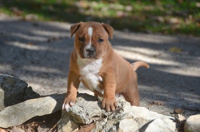 Les chiots de Staffordshire Bull Terrier