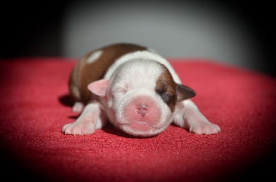 Les chiots de Staffordshire Bull Terrier