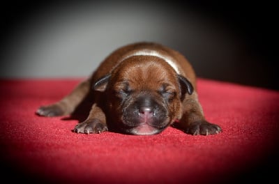 Les chiots de Staffordshire Bull Terrier