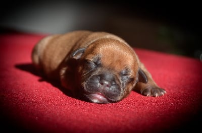 Les chiots de Staffordshire Bull Terrier