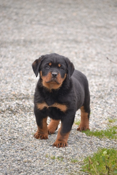 Publication : des Gardiens du Cullinan