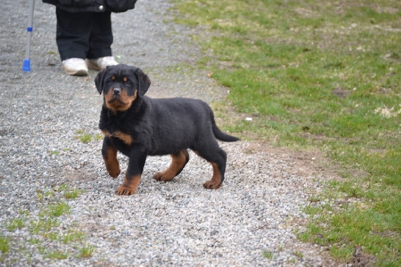 Publication : des Gardiens du Cullinan