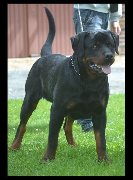 Publication : des Gardiens du Cullinan