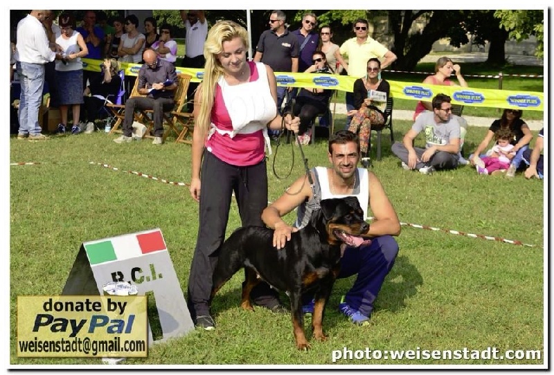 Chien Rottweiler Gucci von hause leroy