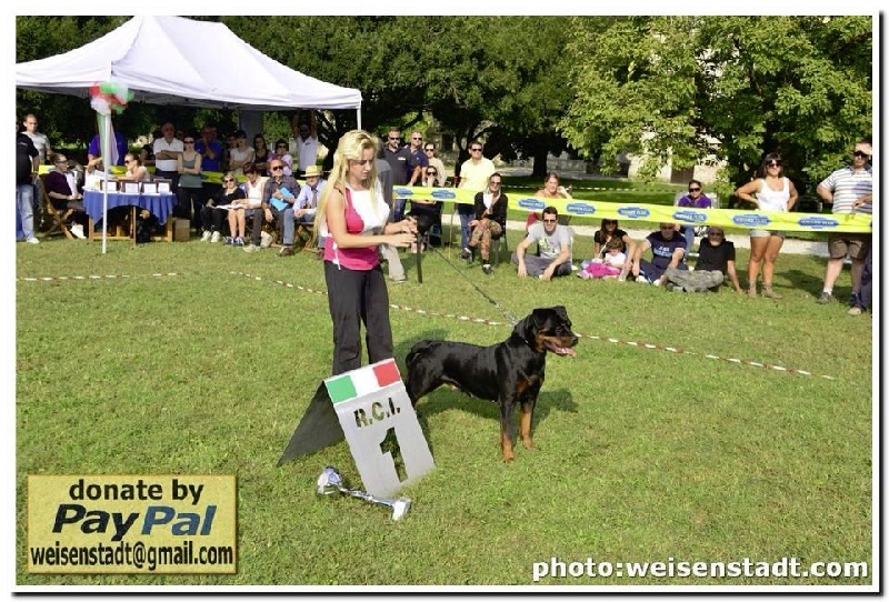 Chien Rottweiler Gucci von hause leroy