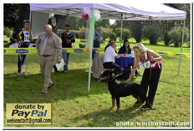 Chien Rottweiler Gucci von hause leroy
