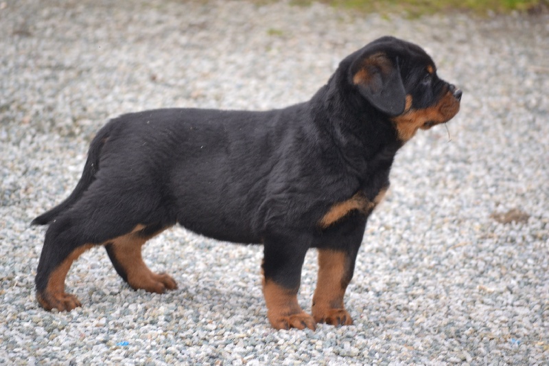 Publication : des Gardiens du Cullinan