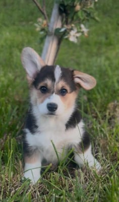 Les chiots de Welsh Corgi Pembroke