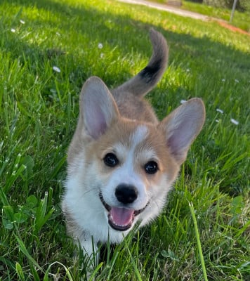 Les chiots de Welsh Corgi Pembroke