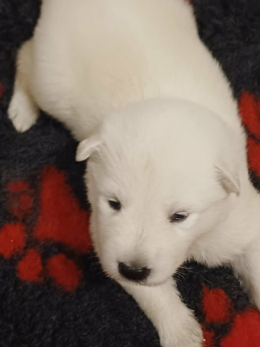 CHIOT collier jaune - Berger Blanc Suisse