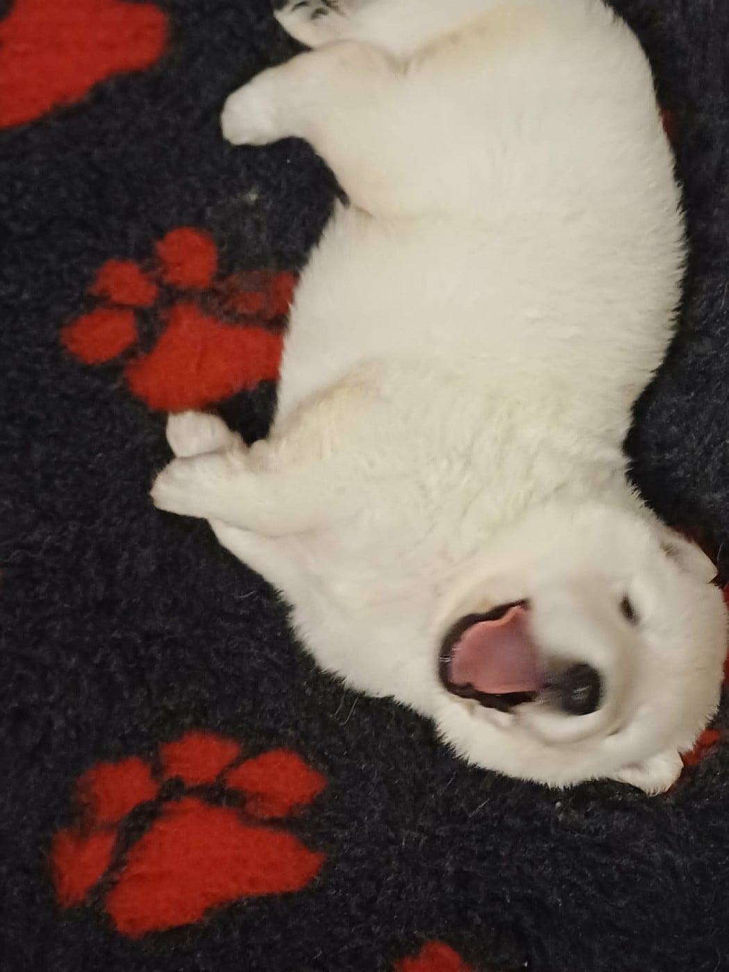CHIOT collier noir - Berger Blanc Suisse