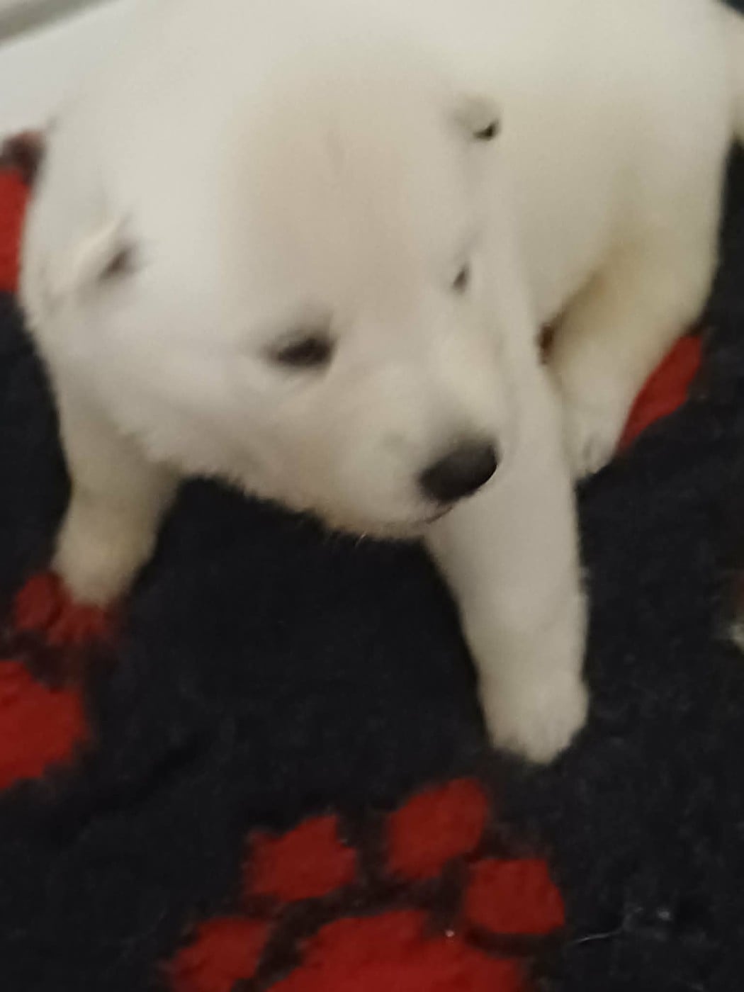 CHIOT collier vert - Berger Blanc Suisse