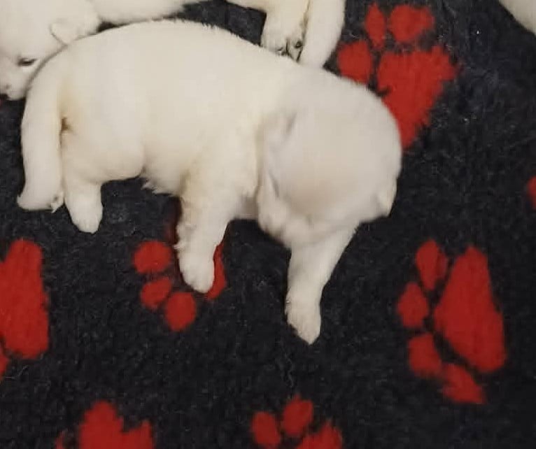 CHIOT collier bleu ciel - Berger Blanc Suisse