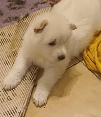 Les chiots de Berger Blanc Suisse