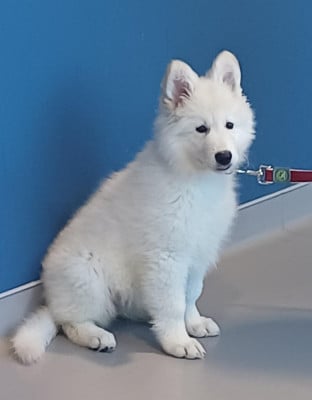 Les chiots de Berger Blanc Suisse