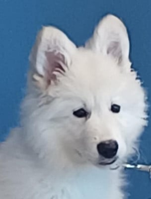 Les chiots de Berger Blanc Suisse