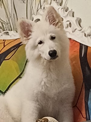Les chiots de Berger Blanc Suisse
