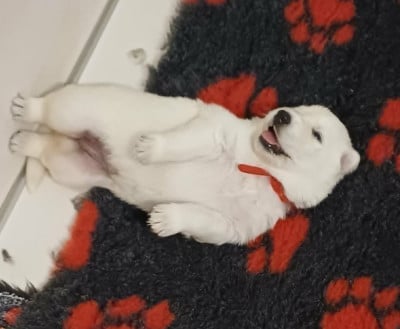 Les chiots de Berger Blanc Suisse