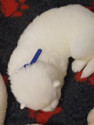 Les chiots de Berger Blanc Suisse