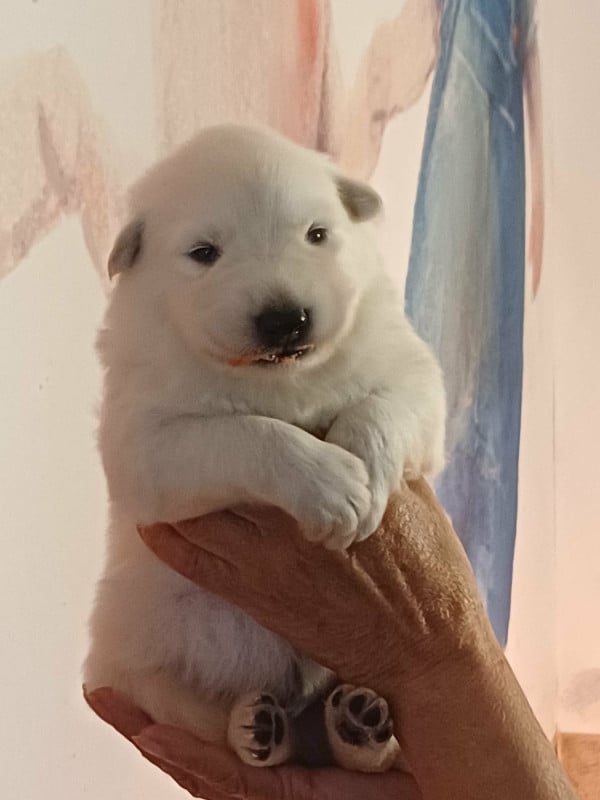 Berger Blanc Suisse - Della Bianca Neve