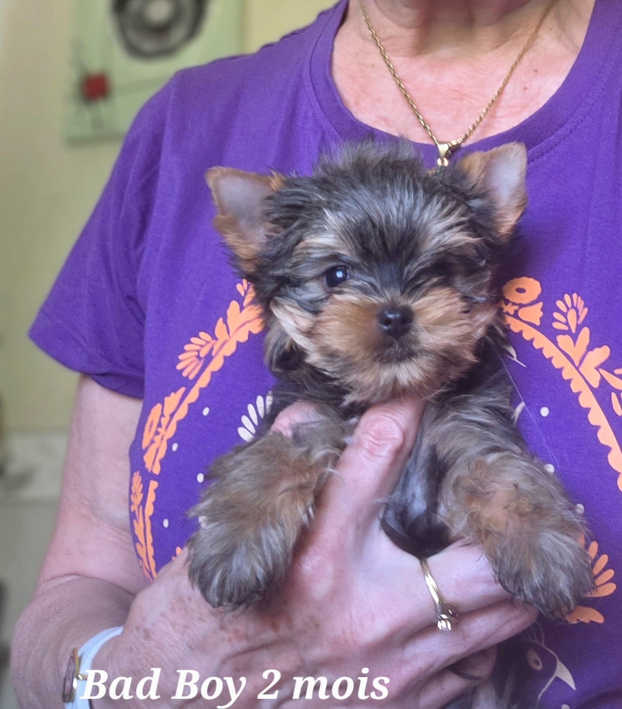 Chiot Yorkshire Terrier