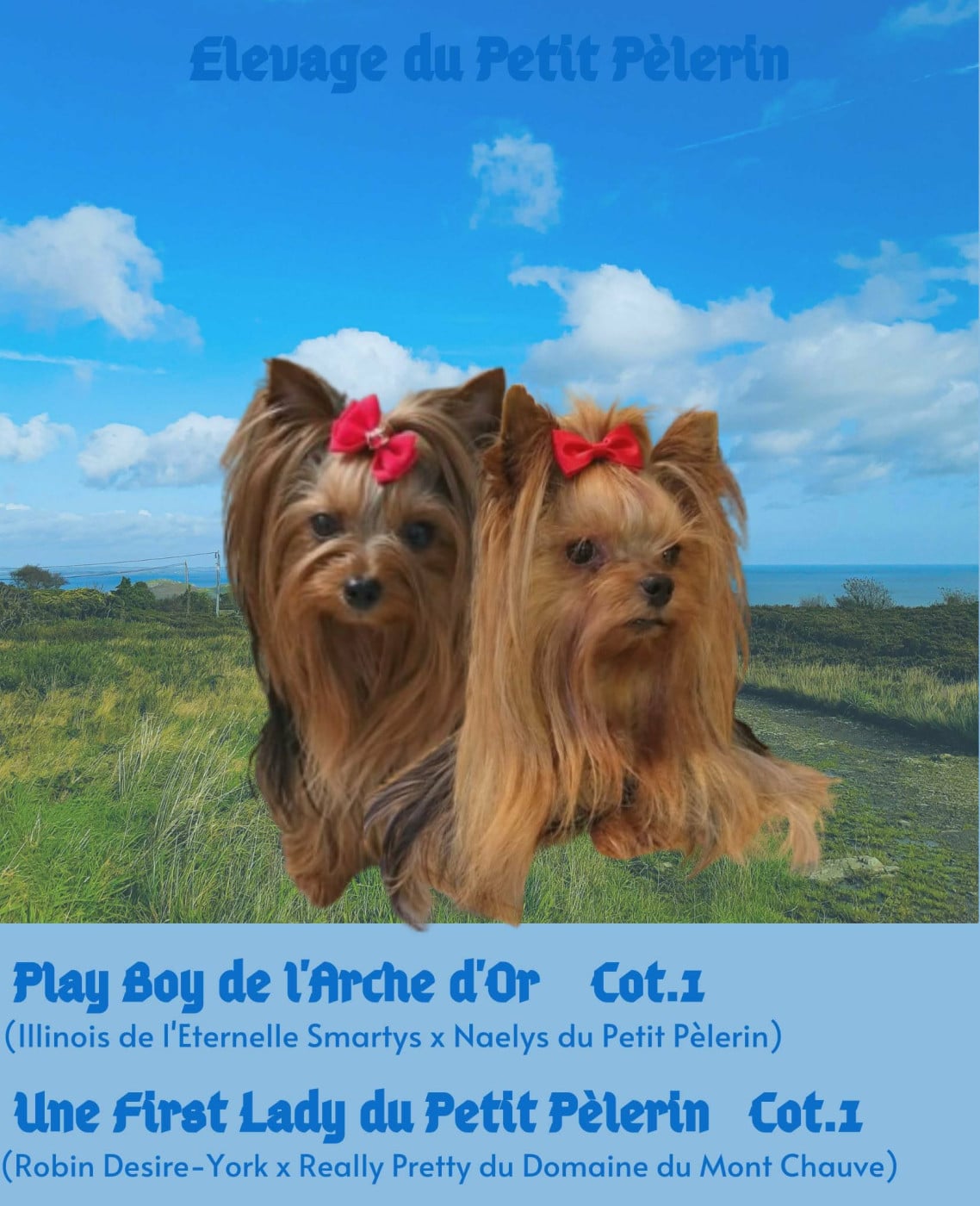 Yorkshire Terrier - Du Petit Pelerin
