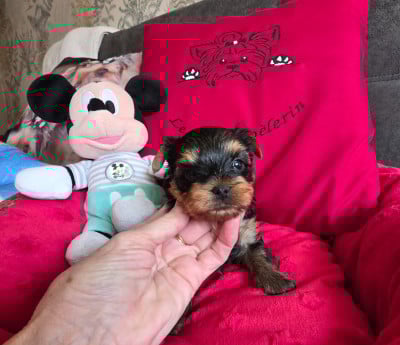 Les chiots de Yorkshire Terrier