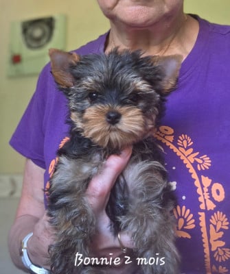 Les chiots de Yorkshire Terrier