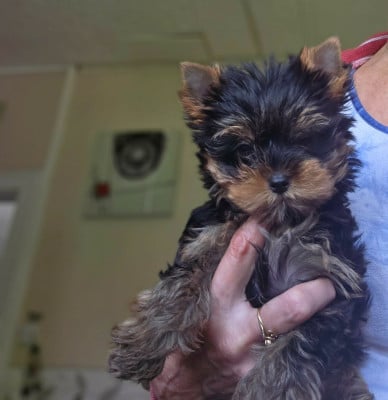 Les chiots de Yorkshire Terrier