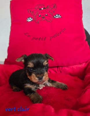 Les chiots de Yorkshire Terrier