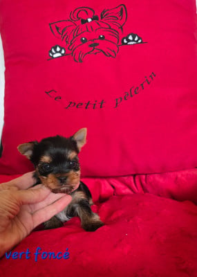 Les chiots de Yorkshire Terrier