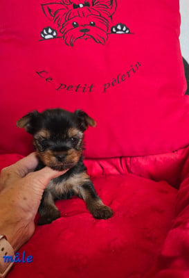 Les chiots de Yorkshire Terrier