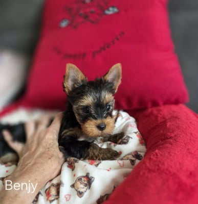 Yorkshire Terrier