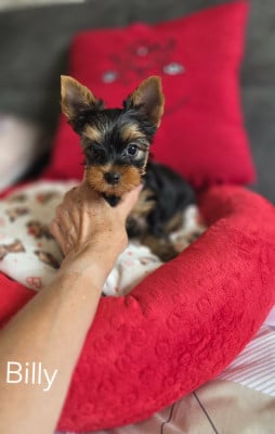 Billy - Yorkshire Terrier