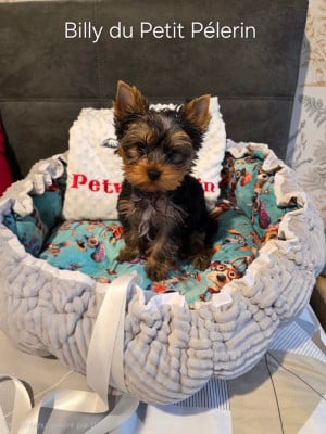 Les chiots de Yorkshire Terrier
