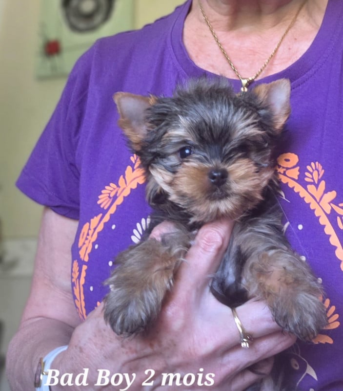 Yorkshire Terrier - Du Petit Pelerin